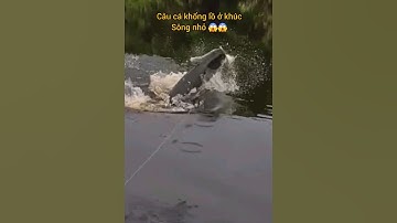 Làm mồi câu cá khổng lồ bằng cá lóc #cacconvat #docla #fishing