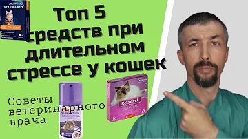 Какое снотворное можно дать коту в дорогу