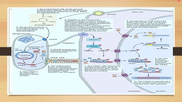Modes of transfer of T- DNA in Agrobacterium tumefaciens.