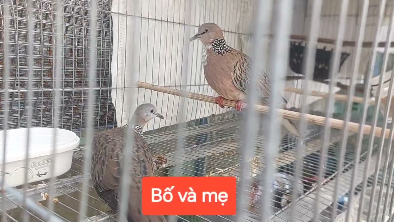 Kết quả của 1 cuộc tình...và cái kết... 