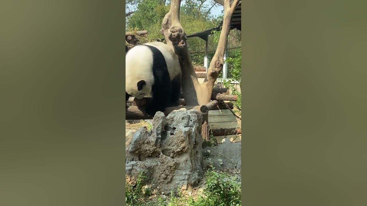 Menglan #panda - YouTube