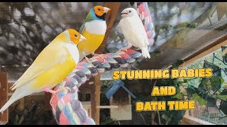 Stunning New Babies and Bath Time by Budgie and Aviary Birds 24,430 views 4 years ago 12 minutes, 37 seconds