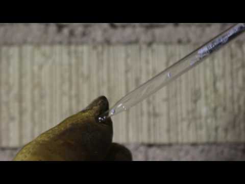 Liquid NaK Floating On High Pressure Xenon Gas - Liquid NaK Floating On High Pressure Xenon Gas