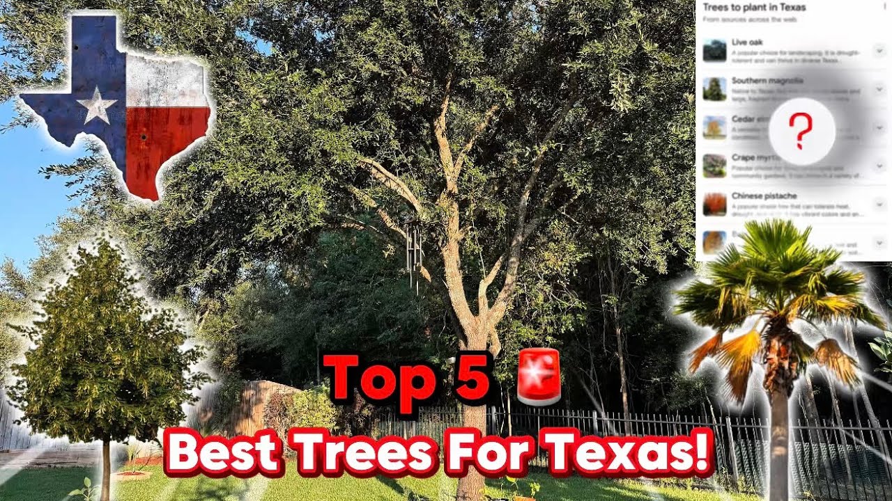 THE TOP 5 BEST Trees You Can Grow In Texas! - YouTube