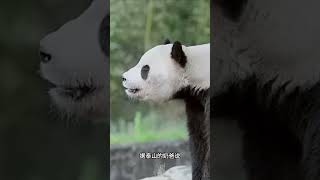 Panda Taishan 大熊猫泰山名副其实的人气王，初代国际大熊猫顶流 | 中华地图