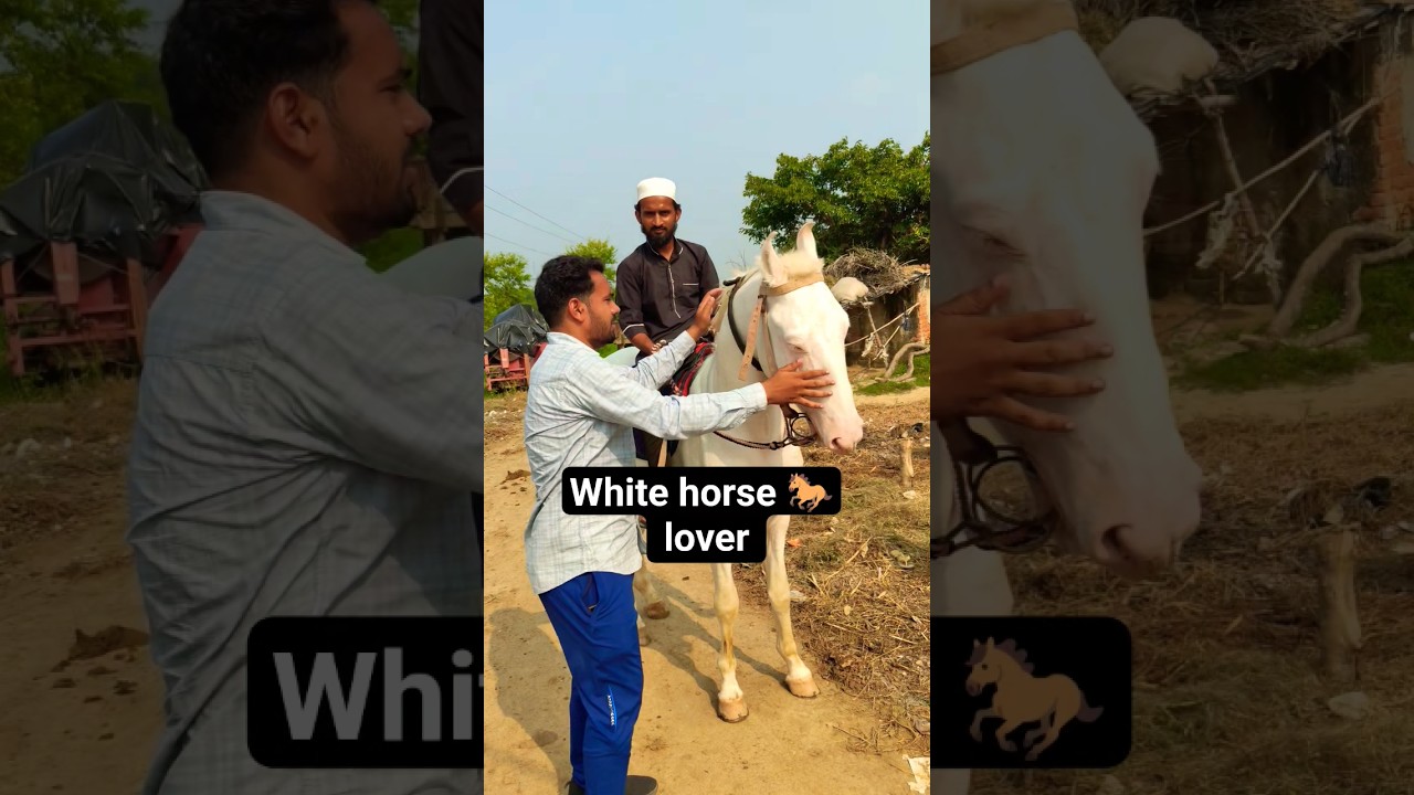 white horse🐎 