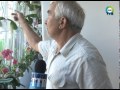 В Фокино любитель-флорист создал на своем балконе настоящую оранжерею