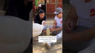 At The Gentle Barn, Turkeys Are Part Of The Family