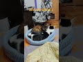 【八寶粥】全家都要陪睡過一輪 #貓咪#可愛#休閒#娛樂#