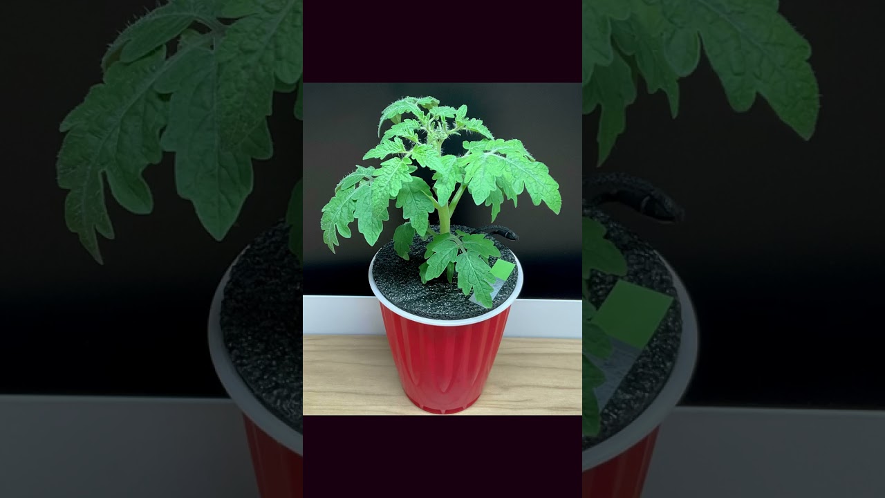 모네카 마이크로 토마토 키우기 Monetka Micro Dwarf Tomato