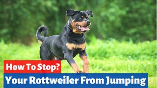 How to Stop your Rottweiler from Jumping on people? | Rottweiler Training |