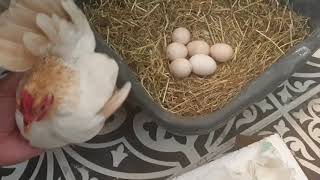 Serama Egg Hatching Story (Day 1 to Day 22): Chicken Egg Hatching At Home By Cute Pet Hen In House