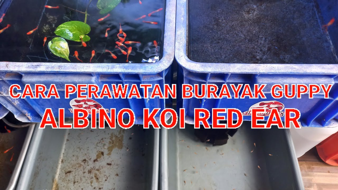 cara prawatan burayak ikan guppy albino koi red ear #guppypemula #albinokoiredear #guppy