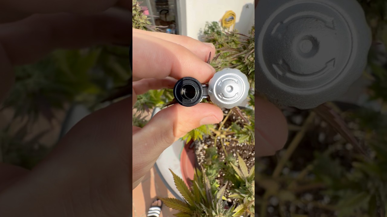 Как определить когда срезать растение: главный момент, который решает всё 🌿💎