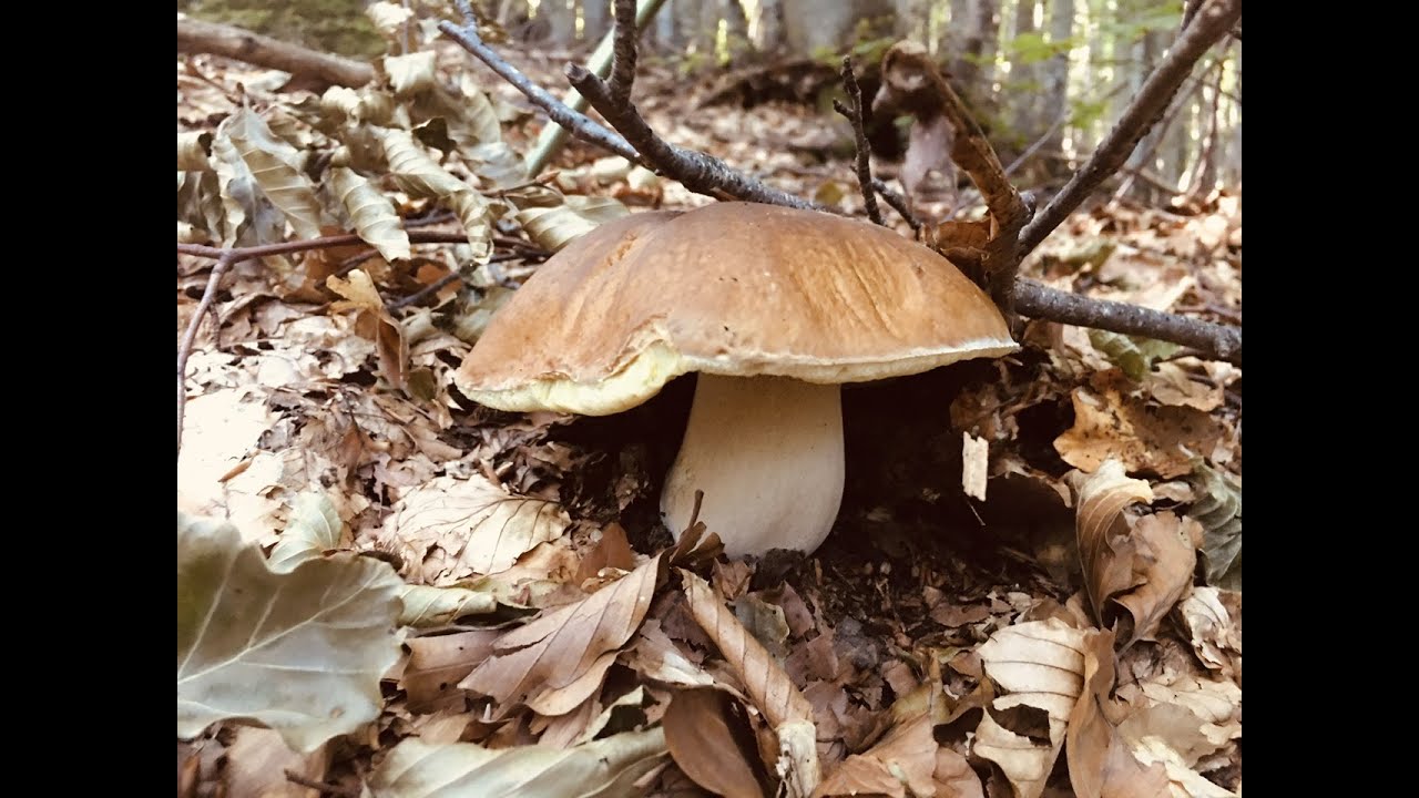 Funghi porcini agosto 2023💪🍄AMICI & PORCINI YouTube