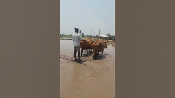 Leveling the Soil by using Bullocks in Paddy Field #essenceworld #paddyfarming #ricefarming