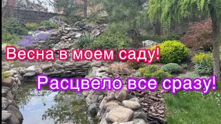 Обзор сада,цветет все сразу!понемногу о каждом из растений