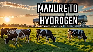 Unbelievable: Cattle Manure's Role in Green Hydrogen