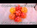 СОБИРАЕМ МОРОШКУ В ЛЕСУ / ПОЛЕЗНАЯ ЯГОДА / ВОССТАНАВЛИВАЕТ НЕРВНЫЕ КЛЕТКИ