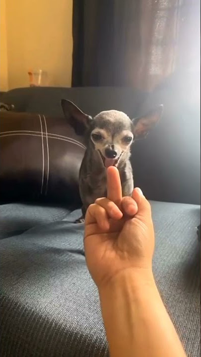 fuck dog🐶
