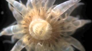 2012 0803 Aiptasia