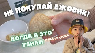 Не покупай ежовик гребенчатый, пока не посмотришь это видео!