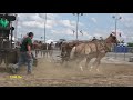 Hamburg,NY 2017 Lightweight Horse Pull  2800-3600 lbs