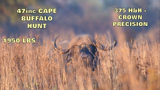 Close Encounter: 47Inch Cape Buffalo Hunt with Closeup Impact Shot