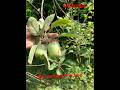 र्मियों में सेब की खेती (Hot Climate Appleplant)HRMN-99,Anna)Dorset Golden)40-45°C तापम #appleplant