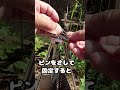 百均　トライポッド