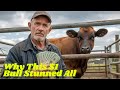 “Farmer Paid Just 1 Dollar for a Rejected Angus Bull — What Happened Next Shocked Everyone”