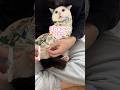 特殊な布に巻かれて爪を切られる猫が可愛すぎたw