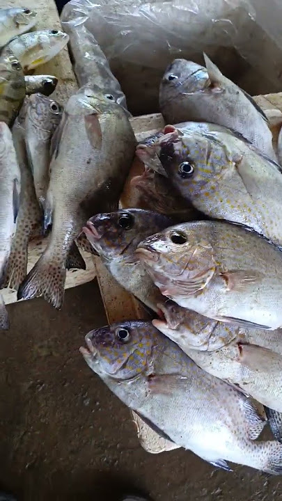 yellow pon tuna mix#seafood #fishvendor