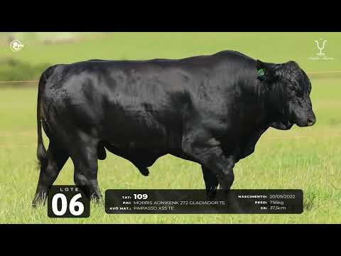 Lote 06   TAT 109 M Brangus