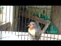 Suara Kolibri Wulung Betina || Suara Kolibri Muncang Betina