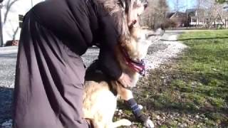 Gabriel - German Shepherd -  Service dog attacked by coyotes