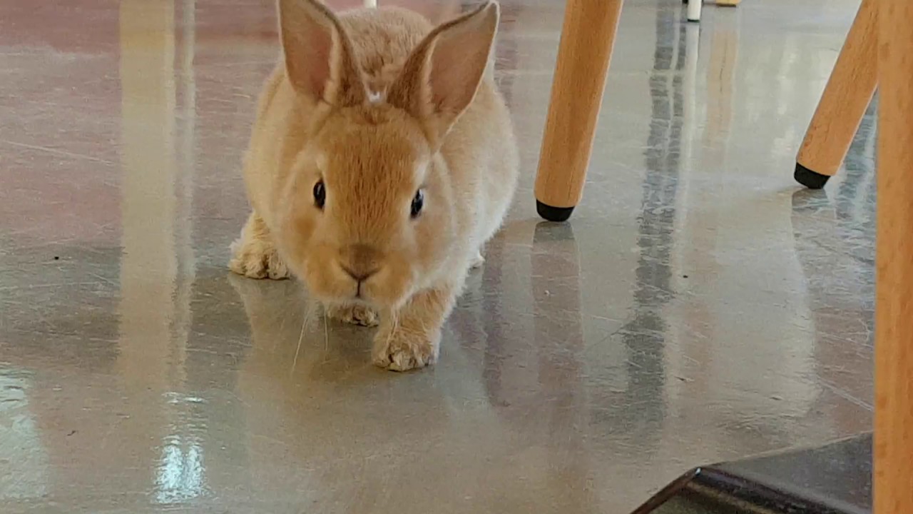 Looking For Raising Original Mini Rex looking-for-raising-original-mini-rex