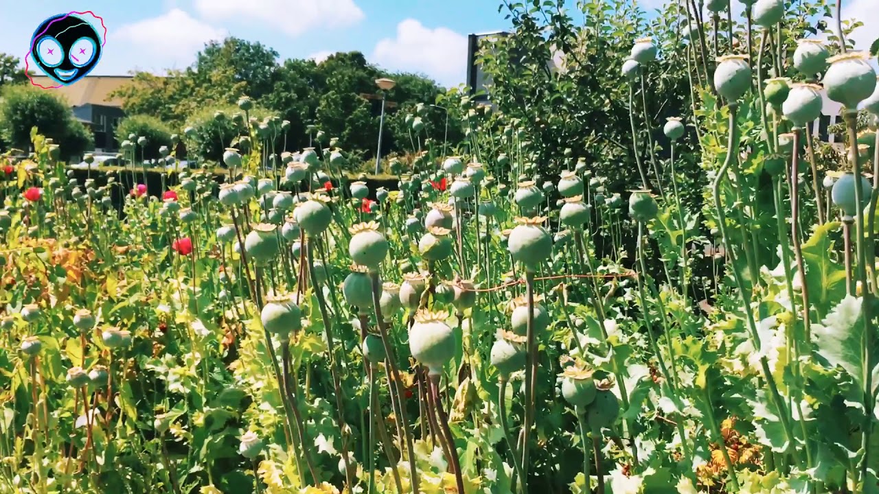 A poppy is a flowering plant in the subfamily Papaveroideae of the family Papaveraceae. Poppies are