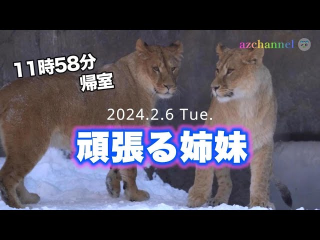 【2点購入150円引】ライオンくんがうまれたよ　やまもとよしこ 旭山動物園ライオン】最も冷え込んだ日、オリトもイオも居ない中