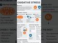 oxidative stress 💢