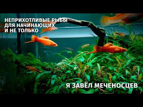 Видео: Ray Fish, «Морская вода»