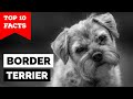 Border Terrier - Top 10 Facts の動画、YouTube動画。
