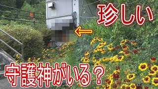 【駅に行って来た】JR西日本小浜線勢浜駅には珍しい守護神がいるらしい!? 【駅に行って来た】JR西日本小浜線勢浜駅には珍しい守護神がいるらしい!?
