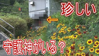 【駅に行って来た】JR西日本小浜線勢浜駅には珍しい守護神がいるらしい!?