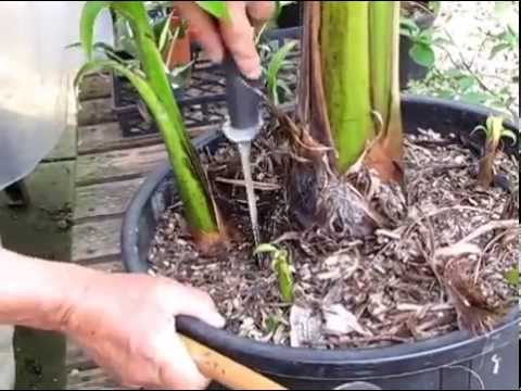 How To Propagate Banana Plants You How To Propagate Banana Plants