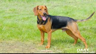 Serbian Hound by Chuck DeBroder 20 views 2 weeks ago 1 minute, 39 seconds