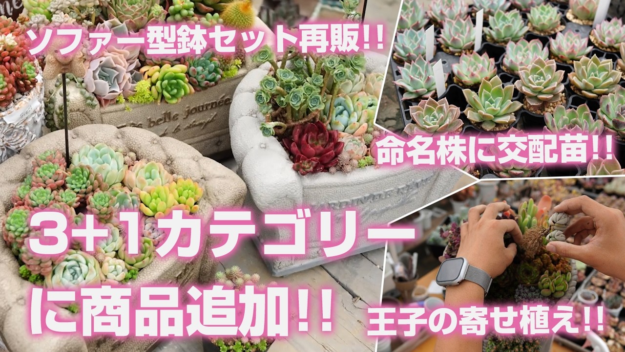 Succulents] Adding items to 3+1 categories!! Announcement: Restock