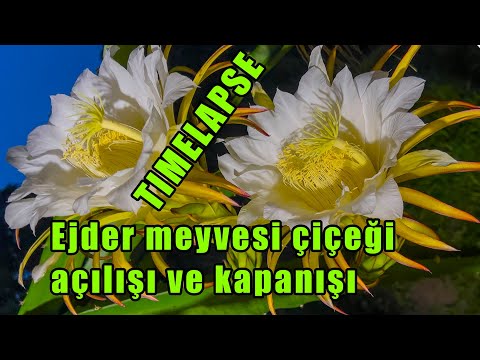 Ejder Meyvesi Nasıl Çiçek Açar ve Kapanır Timelapse Video