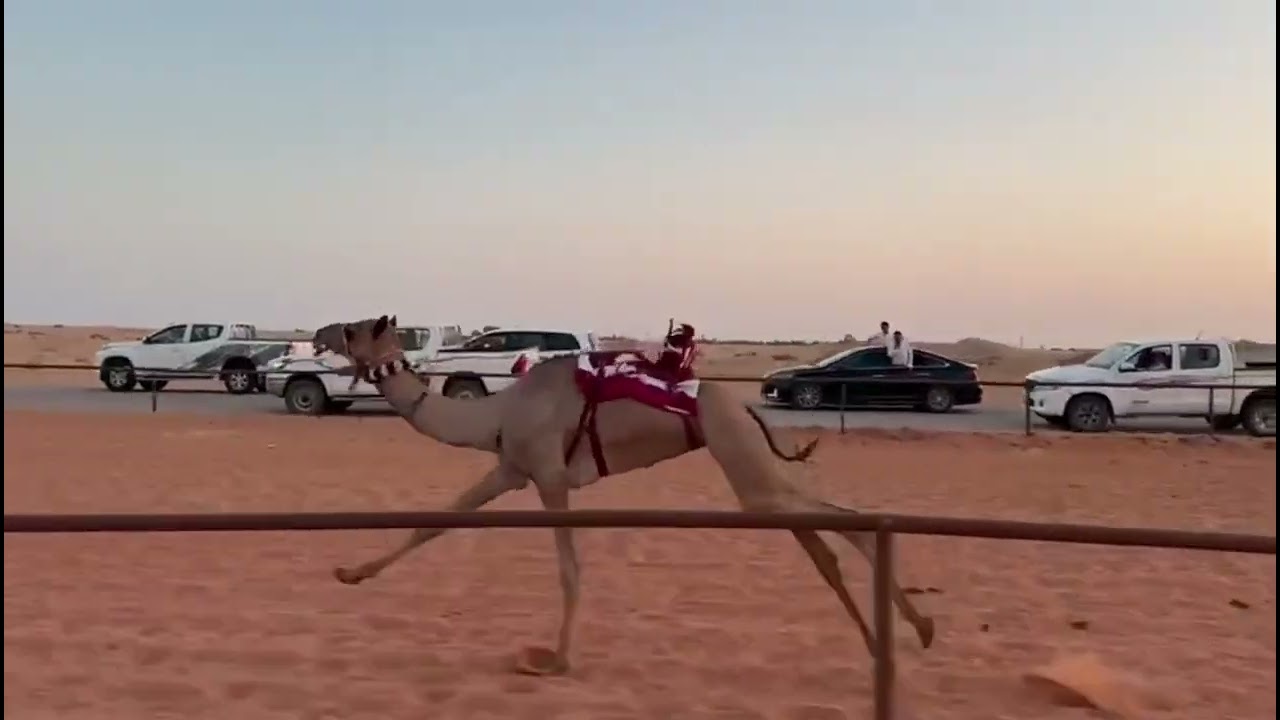 ناصيه/ شليويح صبيح الشمري