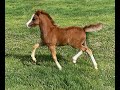 Bellingara starsky  welsh sec a colt foal for sale